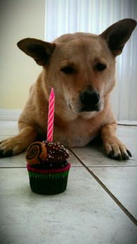 Birthday dog with cupcake and candle