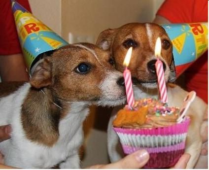 Birthday pups with cup cake